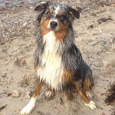 Hund Paula Australian Sheperd